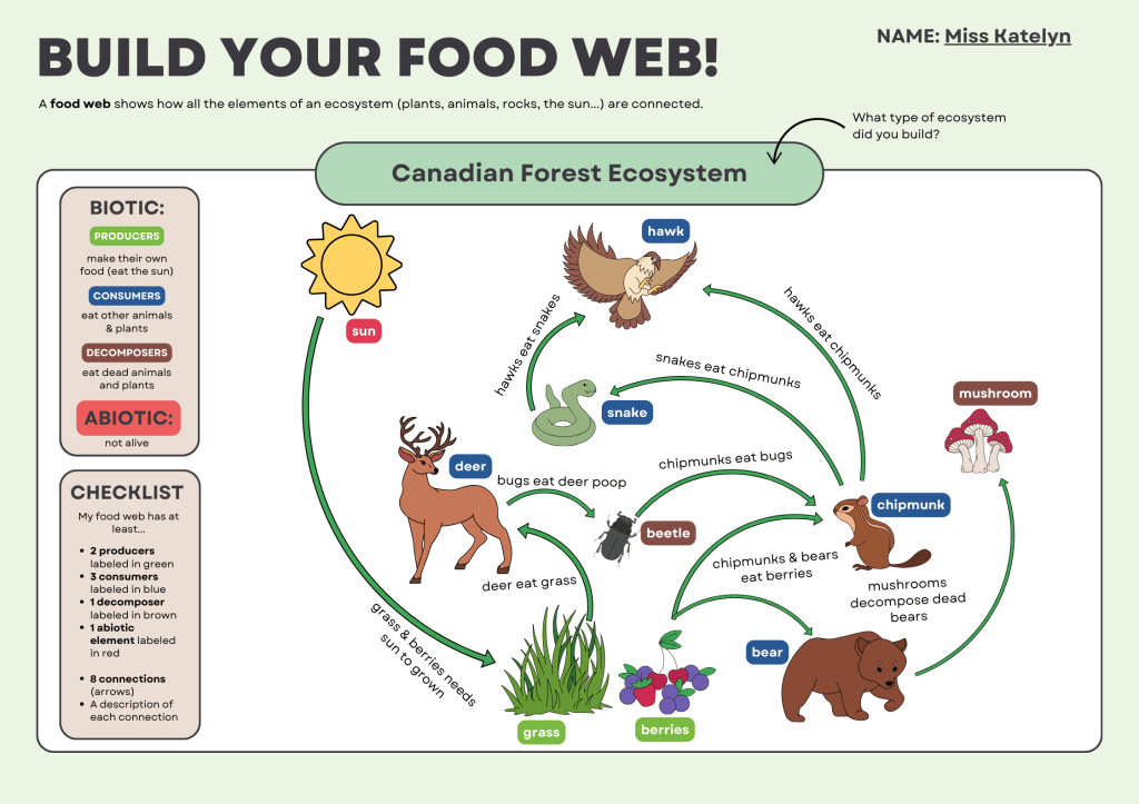 Completed food web worksheet example