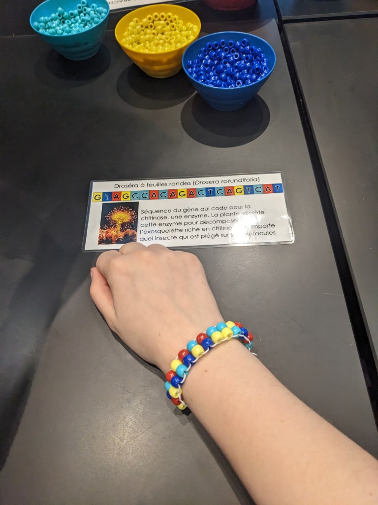A close-up of a beaded bracelet with color patterns representing a specific DNA sequence.