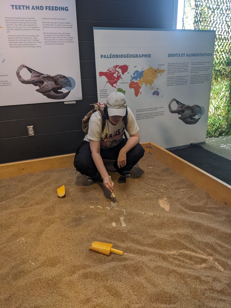 The author brushing sand off a fake dinosaur fossil in a large sand box.