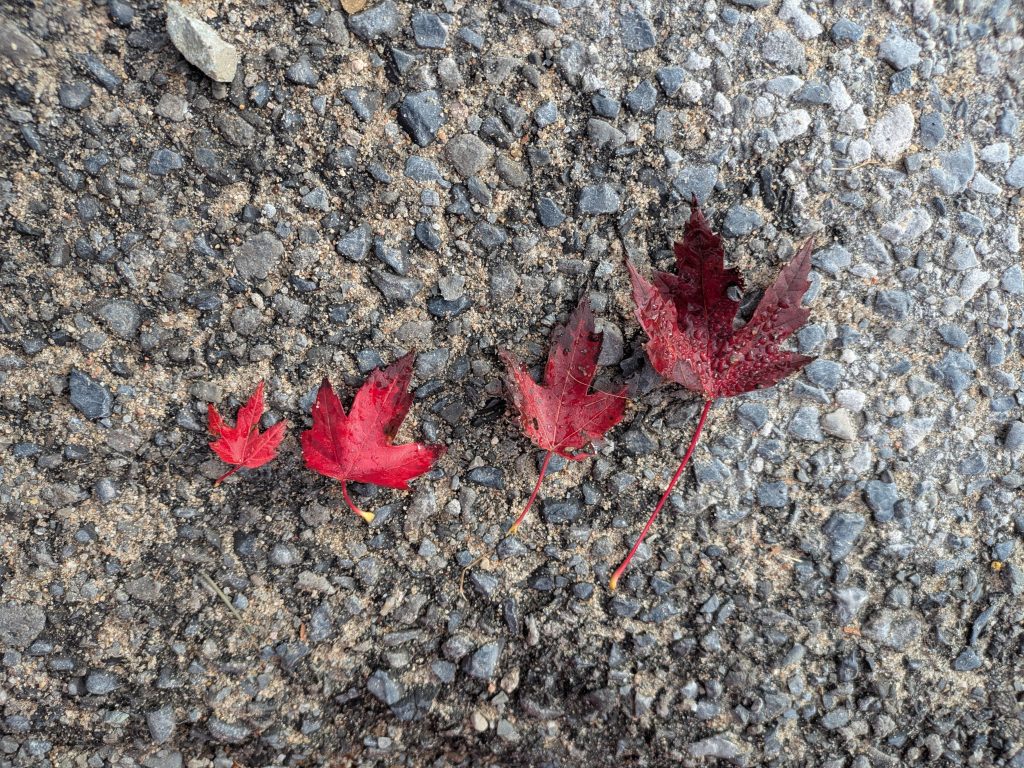 A sequence of four progressively larger green leaves