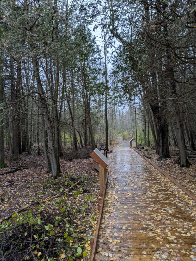 A wooden boardwalk path winding through a lush green forest during a field trip.